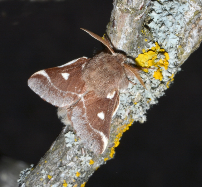 Eriogaster lanestris